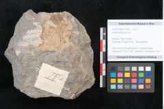 Foto (Objekt + Etikett) von Daphnophyllum sp. (NHMW-GEO-2024-0188-10168)